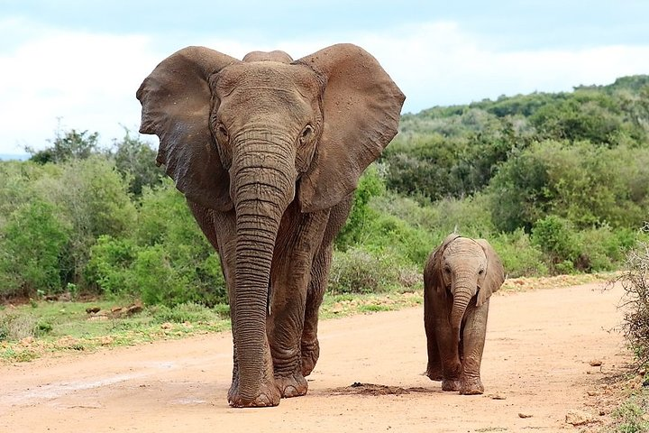 Shore Excursion Cruise Ships Port Elizabeth, Addo Elephant Park  - Photo 1 of 16